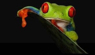 Silvestr Szabó - foto natura